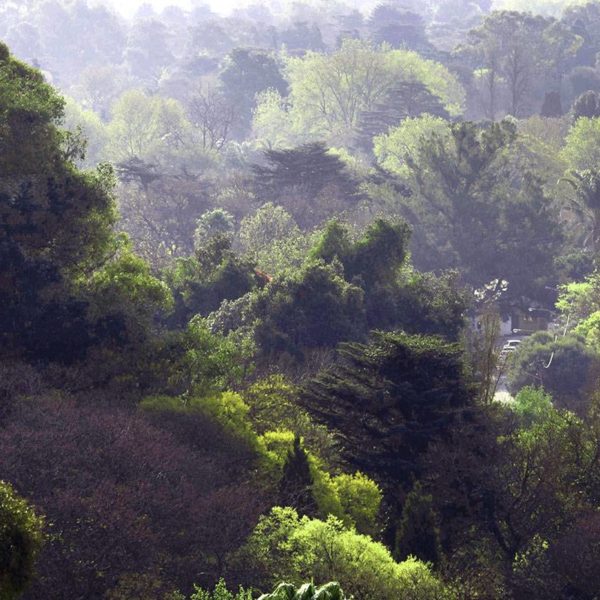 Forêt urbaine de Johhanesburg