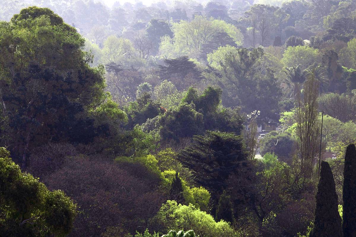 Forêt urbaine de Johhanesburg